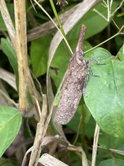 Zanna tenebrosa