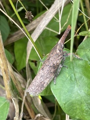 Zanna tenebrosa