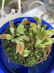 Dionaea
