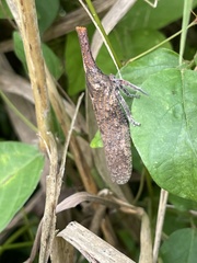 Zanna tenebrosa