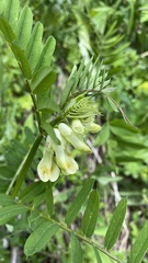 Vicia balansae