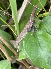 Zanna tenebrosa