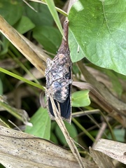 Zanna tenebrosa