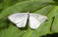 Cabera exanthemata