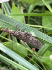 Zanna tenebrosa
