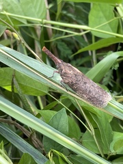 Zanna tenebrosa