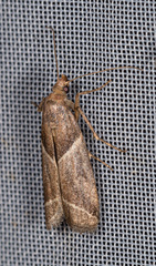 Nyctegretis lineana