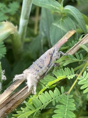 Zanna tenebrosa