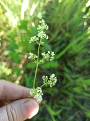 Galium mollugo