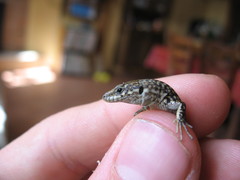 Podarcis guadarramae