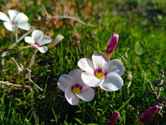 Oxalis pusilla