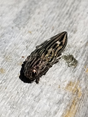 Chalcophora virginiensis