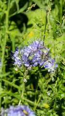 Phacelia tanacetifolia