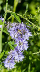 Phacelia tanacetifolia