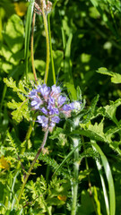Phacelia tanacetifolia