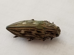 Chalcophora virginiensis