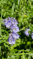 Phacelia tanacetifolia