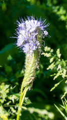 Phacelia tanacetifolia