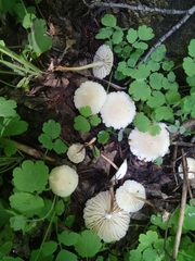 Marasmius wynneae