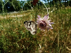 Melanargia