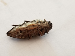 Chalcophora virginiensis