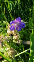 Geranium pratense