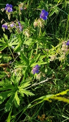 Geranium pratense