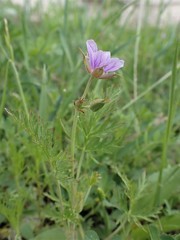 Erodium stephanianum