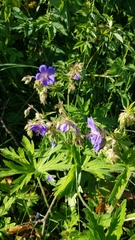 Geranium pratense