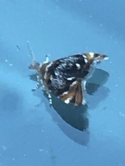 Prochoreutis inflatella