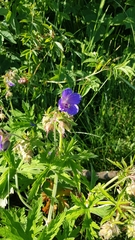 Geranium pratense