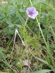 Erodium stephanianum
