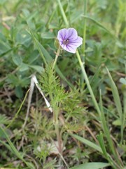 Erodium stephanianum