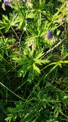 Geranium pratense