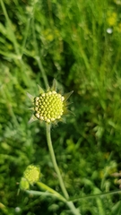 Knautia arvensis