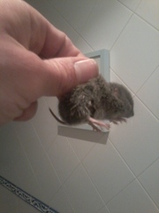 Microtus duodecimcostatus