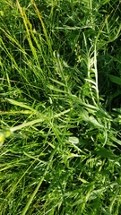 Knautia arvensis