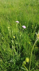 Knautia arvensis