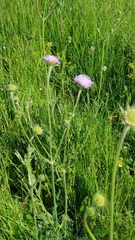 Knautia arvensis