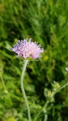 Knautia arvensis