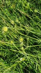 Knautia arvensis
