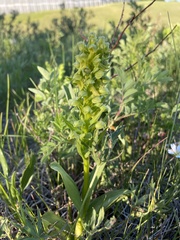 Dactylorhiza viridis virescens