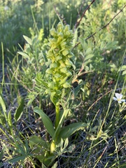 Dactylorhiza viridis virescens