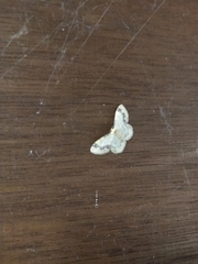 Idaea trigeminata