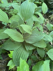 Cypripedium parviflorum