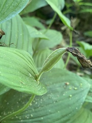 Cypripedium parviflorum