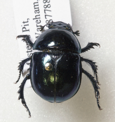 Trypocopris pyrenaeus