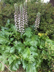 Acanthus mollis