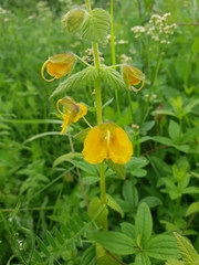 Rhynchocorys orientalis