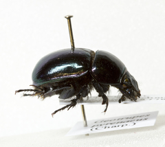 Trypocopris pyrenaeus